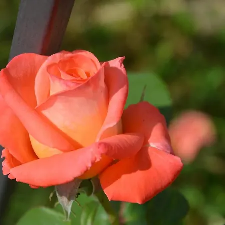 Il Torrione Castiglione del Lago
