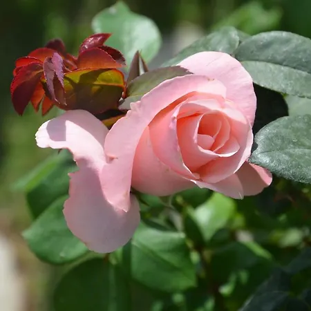 Bed & Breakfast Il Torrione 4*