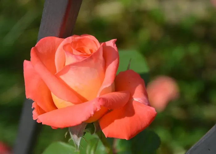 Il Torrione Castiglione del Lago