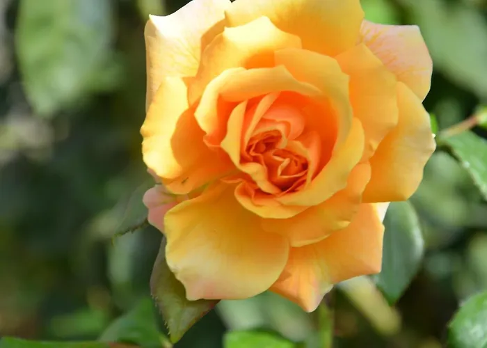 Il Torrione Bed & Breakfast 4*