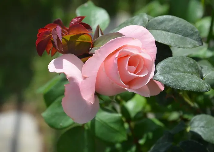 Bed & Breakfast Il Torrione 4*