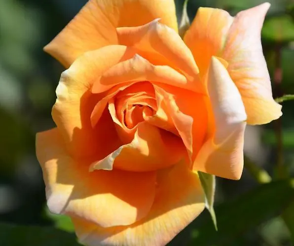 Il Torrione Bed & Breakfast